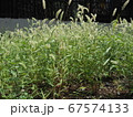 雑草 67574133