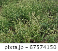 雑草 67574150