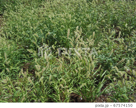 雑草 67574150