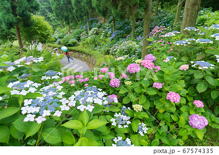 三景園のあじさいロード　広島県三原市 67574335