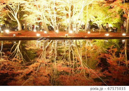 紅葉 67575035
