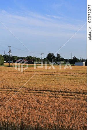麦の穂 67575077