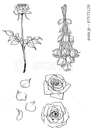 お洒落な薔薇の線画のイラスト素材 67575126 Pixta