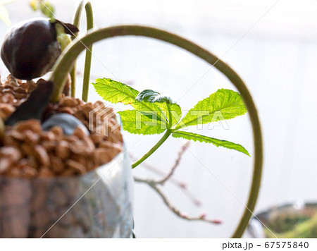 Plant shoots. Leaf and earth. 67575840