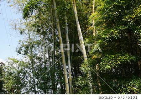 快晴の下、聳え立つ竹林、モウソウチク 快晴の下、聳え立つ竹林、モウソウチク 67576101