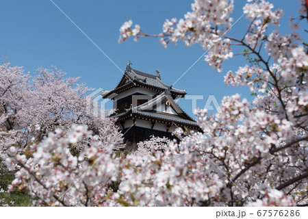 城と桜(大和郡山城)3 城と桜(大和郡山城)3 67576286
