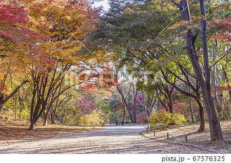 秋 紅葉 昌慶宮 67576325