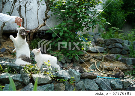梅雨の晴れ間に遊び疲れてまったりする野良猫の子猫 梅雨の晴れ間に遊び疲れてまったりする野良猫の子猫 67576395