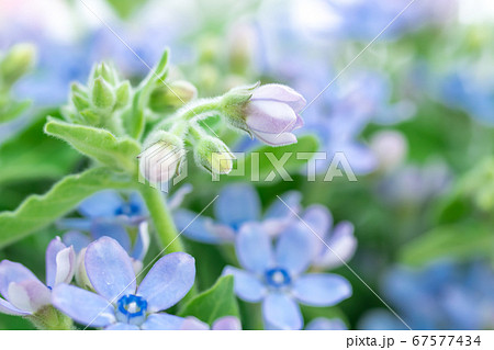 青い小花 ブルースターの写真素材