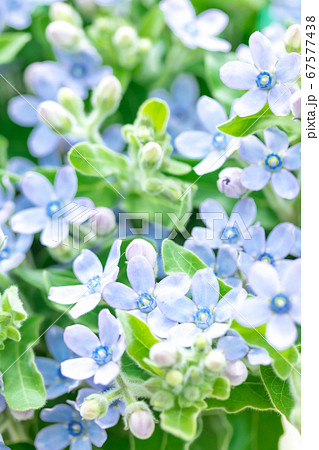 青い小花・ブルースター 67577438