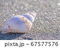砂浜の上の貝殻 67577576