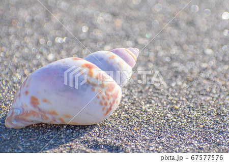 砂浜の上の貝殻 67577576