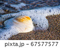 水際の貝殻 67577577