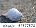 砂浜の上の貝殻 67577578