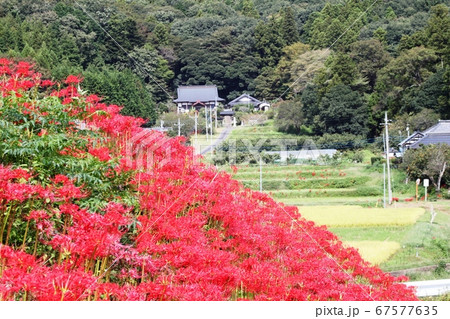 田園風景を背景に彼岸花の群生　笠間市 67577635