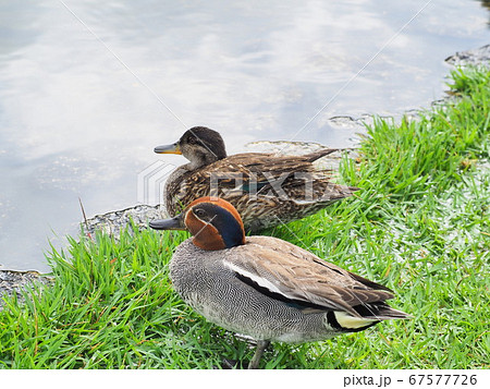 静岡県 蓮華寺池のコガモ 7月 静岡県 蓮華寺池のコガモ 7月 67577726