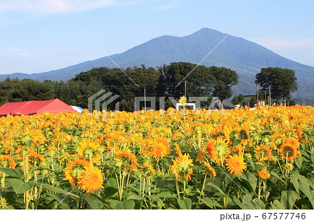 筑波山を背景に満開を迎えた八重ひまわりの写真素材