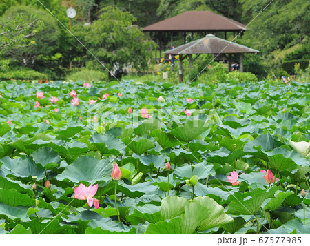 静岡県　蓮の花咲く蓮華寺池公園　7月 67577985
