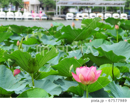 静岡県　蓮の花咲く蓮華寺池公園　7月 67577989