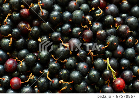 Heap of black currant. Textured background. Black currant close-up. Berries background. Heap of black currant. Textured background. Black currant close-up. Berries background. 67578967