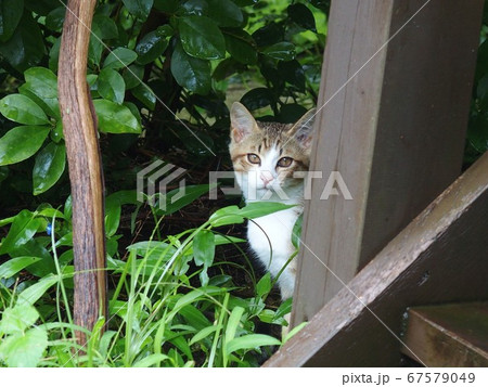用心深い猫、出ておいで 67579049