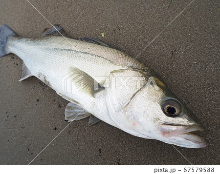 シーバス 67579588