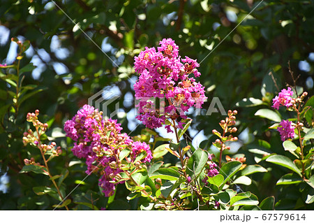 サルスベリの花 67579614