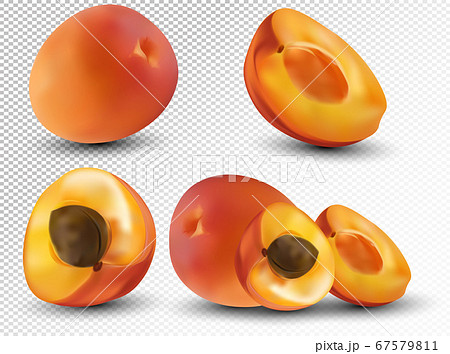 Set of apricot are whole and cut in half. Fresh fruit apricot on transparent background. 3d realistic apricot from different angles. Nature product. Vector illustration Set of apricot are whole and cut in half. Fresh fruit apricot on transparent background. 3d realistic apricot from different angles. Nature product. Vector illustration 67579811
