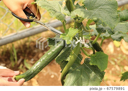 自家菜園 収穫 きゅうり 自家菜園 収穫 きゅうり 67579891
