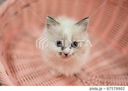 子猫 子猫 67579902