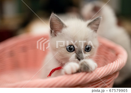 子猫 67579905