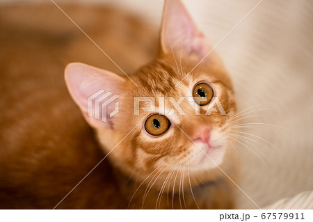 子猫 子猫 67579911
