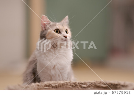 子猫 子猫 67579912