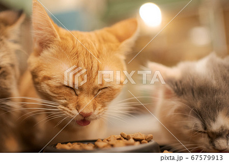 子猫 67579913