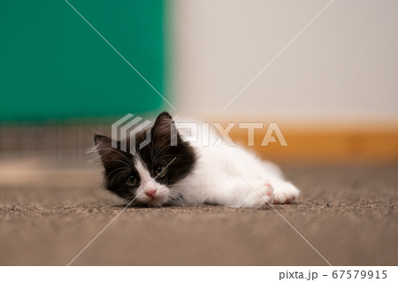 子猫 子猫 67579915