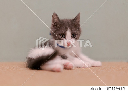 子猫 子猫 67579916