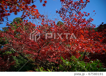 きれいな紅葉の金剛輪寺 きれいな紅葉の金剛輪寺 67580191