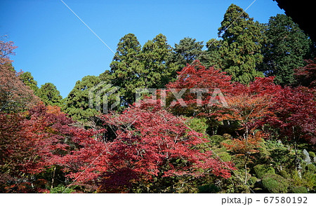 きれいな紅葉の金剛輪寺 67580192