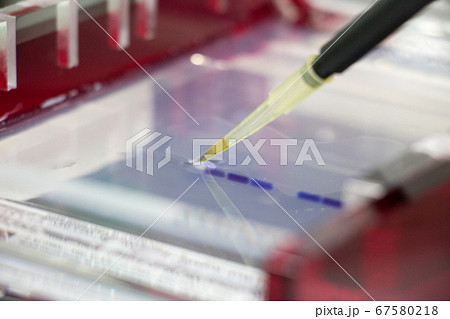 Polymerase Chain Reaction (PCR) and Agarose gel electrophoresis is a method of gel electrophoresis used in biochemistry, molecular biology, genetics, and clinical chemistry in lab. 67580218