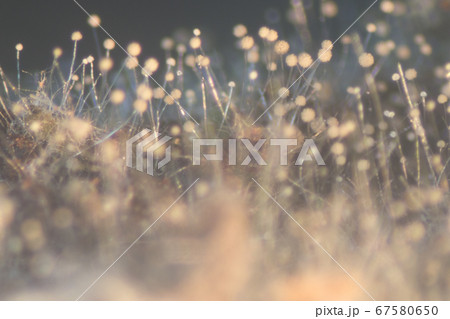 Backgrounds Colony Characteristics of Rhizopus (bread mold) is a genus of common saprophytic fungi, Rhizopus (bread mold) under the microscope. Backgrounds Colony Characteristics of Rhizopus (bread mold) is a genus of common saprophytic fungi, Rhizopus (bread mold) under the microscope. 67580650