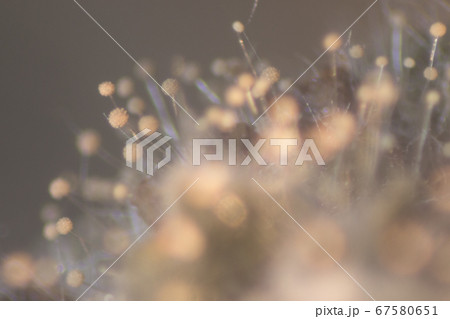 Backgrounds Colony Characteristics of Rhizopus (bread mold) is a genus of common saprophytic fungi, Rhizopus (bread mold) under the microscope. Backgrounds Colony Characteristics of Rhizopus (bread mold) is a genus of common saprophytic fungi, Rhizopus (bread mold) under the microscope. 67580651