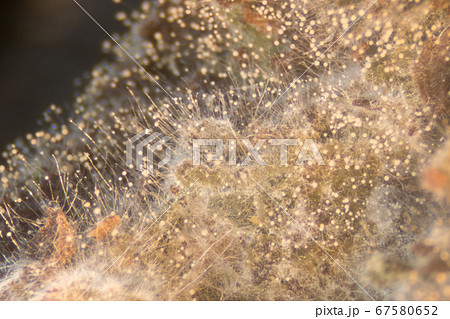 Backgrounds Colony Characteristics of Rhizopus (bread mold) is a genus of common saprophytic fungi, Rhizopus (bread mold) under the microscope. 67580652