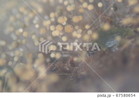 Backgrounds Colony Characteristics of Rhizopus (bread mold) is a genus of common saprophytic fungi, Rhizopus (bread mold) under the microscope. Backgrounds Colony Characteristics of Rhizopus (bread mold) is a genus of common saprophytic fungi, Rhizopus (bread mold) under the microscope. 67580654