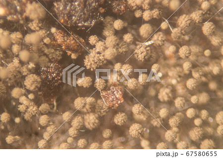 Backgrounds Colony Characteristics of Rhizopus (bread mold) is a genus of common saprophytic fungi, Rhizopus (bread mold) under the microscope. Backgrounds Colony Characteristics of Rhizopus (bread mold) is a genus of common saprophytic fungi, Rhizopus (bread mold) under the microscope. 67580655