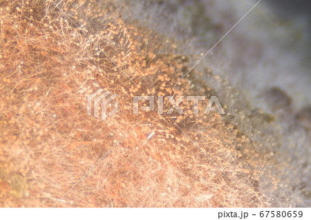 Backgrounds Colony Characteristics of Rhizopus (bread mold) is a genus of common saprophytic fungi, Rhizopus (bread mold) under the microscope. Backgrounds Colony Characteristics of Rhizopus (bread mold) is a genus of common saprophytic fungi, Rhizopus (bread mold) under the microscope. 67580659