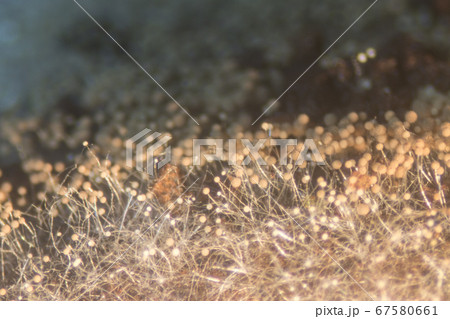 Backgrounds Colony Characteristics of Rhizopus (bread mold) is a genus of common saprophytic fungi, Rhizopus (bread mold) under the microscope. Backgrounds Colony Characteristics of Rhizopus (bread mold) is a genus of common saprophytic fungi, Rhizopus (bread mold) under the microscope. 67580661