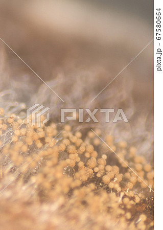Backgrounds Colony Characteristics of Rhizopus (bread mold) is a genus of common saprophytic fungi, Rhizopus (bread mold) under the microscope. 67580664