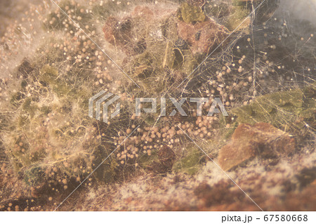 Backgrounds Colony Characteristics of Rhizopus (bread mold) is a genus of common saprophytic fungi, Rhizopus (bread mold) under the microscope. Backgrounds Colony Characteristics of Rhizopus (bread mold) is a genus of common saprophytic fungi, Rhizopus (bread mold) under the microscope. 67580668