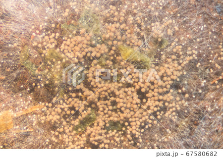 Backgrounds Colony Characteristics of Rhizopus (bread mold) is a genus of common saprophytic fungi, Rhizopus (bread mold) under the microscope. Backgrounds Colony Characteristics of Rhizopus (bread mold) is a genus of common saprophytic fungi, Rhizopus (bread mold) under the microscope. 67580682