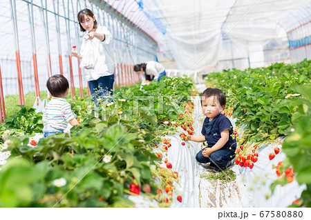 家族で苺狩り　幼児　いちご狩り 67580880